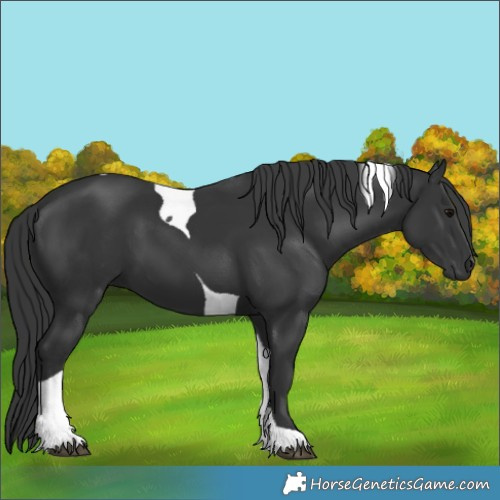 Horse Color:Black Tobiano 