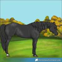 Horse Color:Black Rabicano