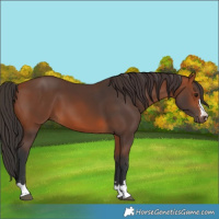 Horse Color:Bay 
