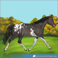 Horse Color:Brown Dun Tobiano Appaloosa Rabicano