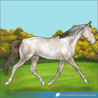 Horse Color:White Spotted Buckskin Snowdrop Dun Varnish Rabicano 