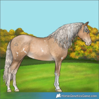 Horse Color:White Spotted Chocolate Palomino Pearl Tobiano 