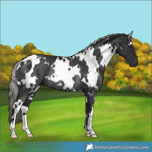 Horse Color:White Spotted Liver Chestnut Mushroom Rabicano 