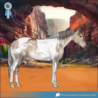 Horse Color:White Spotted Liver Red Dun Mushroom Tobiano Rabicano