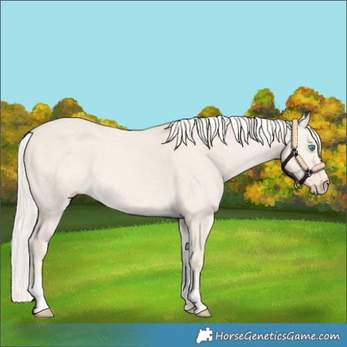 Horse Color:Cremello Dun Tobiano 