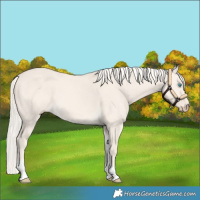 Horse Color:Cremello Dun Tobiano 