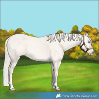 Horse Color:Cremello Dun Tobiano