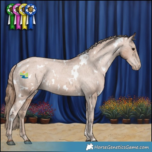 Horse Color:White Spotted Black Pearl Appaloosa Rabicano 