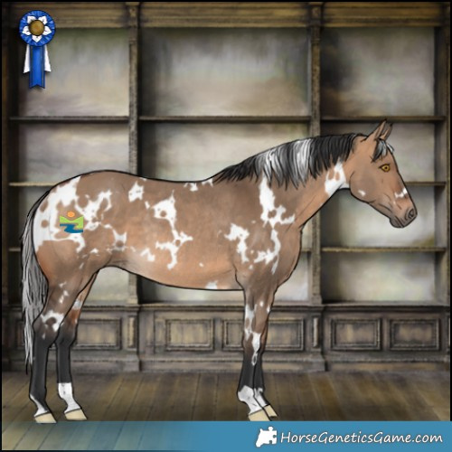 Horse Color:White Spotted Bay Dun Rabicano 