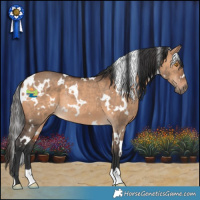 Horse Color:White Spotted Bay Dun Rabicano 