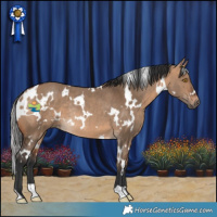 Horse Color:White Spotted Bay Dun Rabicano 