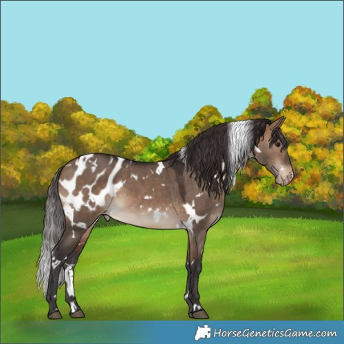 Horse Color:White Spotted Brown Dun Appaloosa 