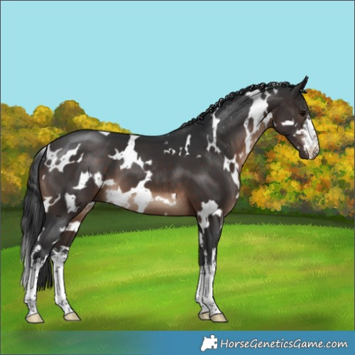 Horse Color:White Spotted Brown 