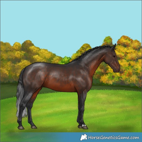 Horse Color:Brown 