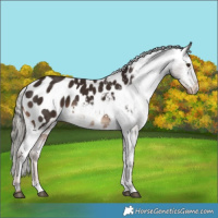 Horse Color:Liver Chestnut Mushroom Appaloosa Rabicano 