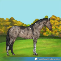 Horse Color:White Spotted Brown Dun Tobiano Brindle 