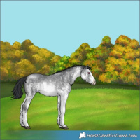 Horse Color:White Spotted Brown Chinchilla Sabino Rabicano