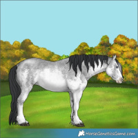 Horse Color:White Spotted Brown Chinchilla Sabino Rabicano 
