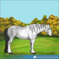 Horse Color:White Spotted Black Chinchilla Ice Sabino Rabicano