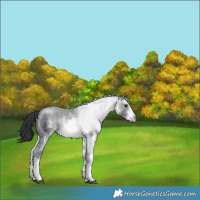 Horse Color:White Spotted Black Chinchilla Ice Sabino Rabicano 