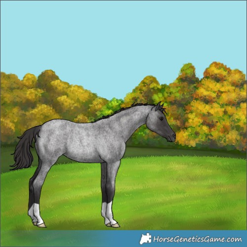 Horse Color:Smoky Blue Roan Rabicano 