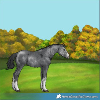 Horse Color:White Spotted Black Chinchilla Ice Rabicano