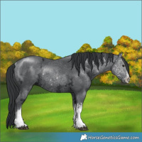 Horse Color:White Spotted Black Chinchilla Ice Rabicano 