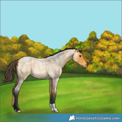Horse Color:Buckskin Roan 