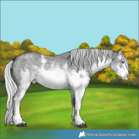 Horse Color:White Spotted Silver Brown Chinchilla Ice Sabino 