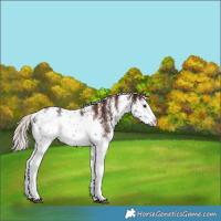Horse Color:White Spotted Chocolate Silver Brown Ice Sabino 