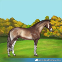 Horse Color:Chocolate Bay Onyx Rabicano 