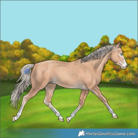 Horse Color:Gray Cremello 