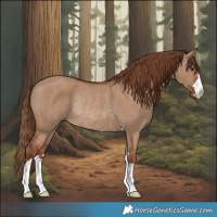 Horse Color:Red Dun Rabicano 