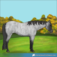 Horse Color:Blue Roan Varnish 