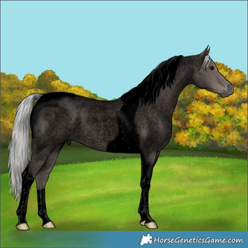 Horse Color:Void Platinum Silver Blue Roan Tobiano Rabicano 