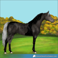 Horse Color:Void Platinum Silver Blue Roan Tobiano Rabicano