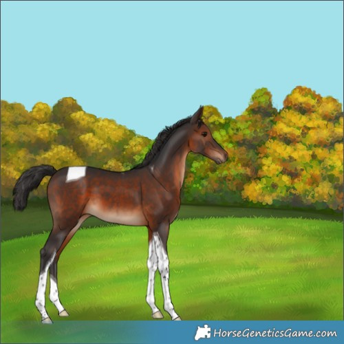 Horse Color:Brown Tobiano 