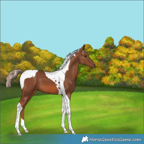 Horse Color:Chestnut Tobiano 