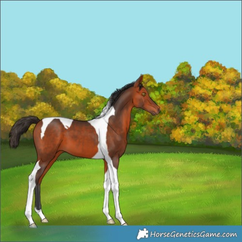 Horse Color:Bay Tobiano 