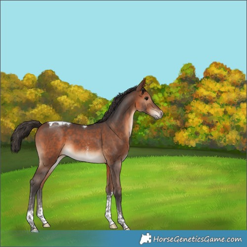 Horse Color:Bay Sabino Tobiano 