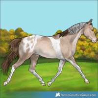 Horse Color:Bay Pearl Dun Tobiano Appaloosa Rabicano