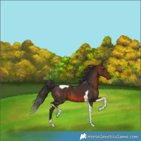 Horse Color:Bay Tobiano