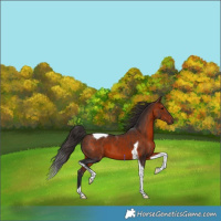 Horse Color:Bay Tobiano 