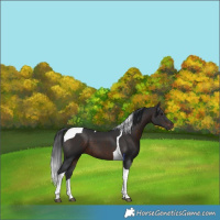 Horse Color:Brown Tobiano 