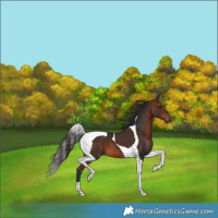 Horse Color:Bay Tobiano
