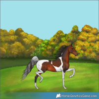 Horse Color:Bay Tobiano 