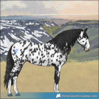 Horse Color:Black Near Leopard 
