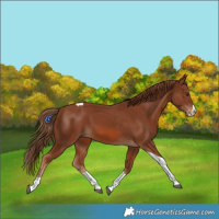 Horse Color:Chestnut Splash Tobiano 