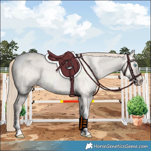 Horse Color:Perlino Dun Tobiano 