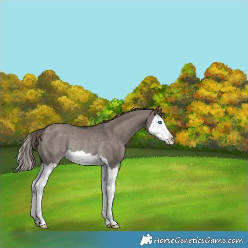 Horse Color:Smoky Grullo Splash Appaloosa Rabicano 